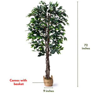 Ficus Tree 6 Feet with Wicker pot