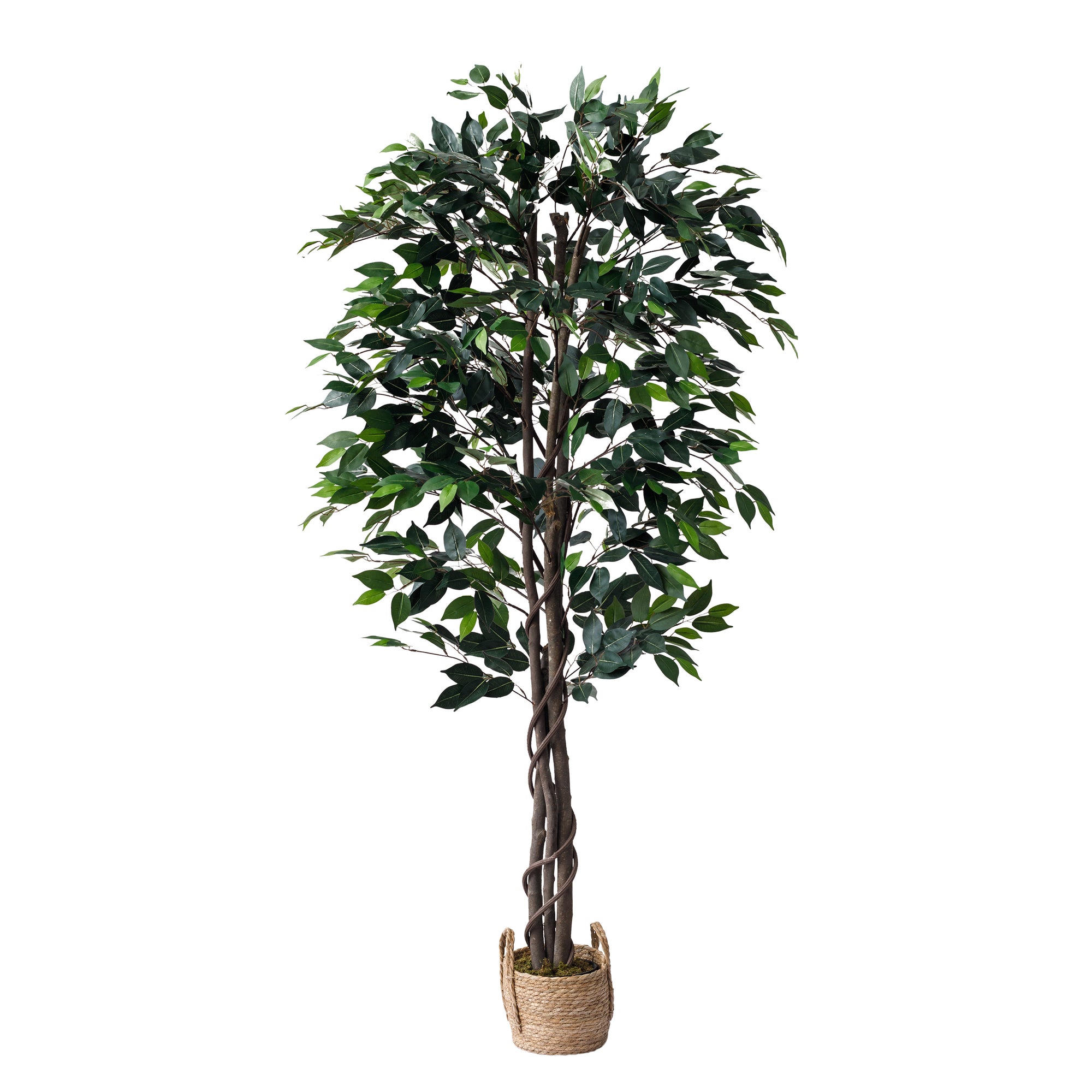 Ficus Tree 6 Feet with Wicker pot