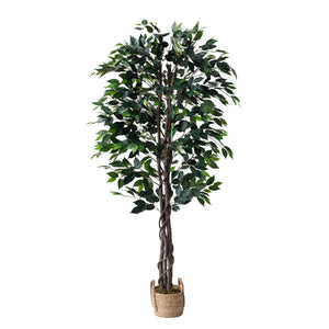 Ficus Tree 6 Feet with Wicker pot