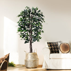 Ficus Tree 6 Feet with Wicker pot