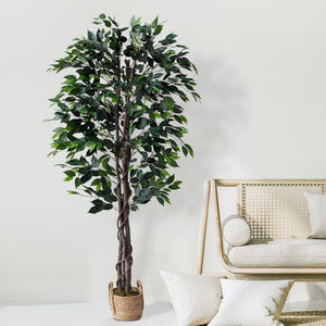 Ficus Tree 6 Feet with Wicker pot