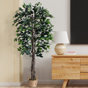 Ficus Tree 6 Feet with Wicker pot