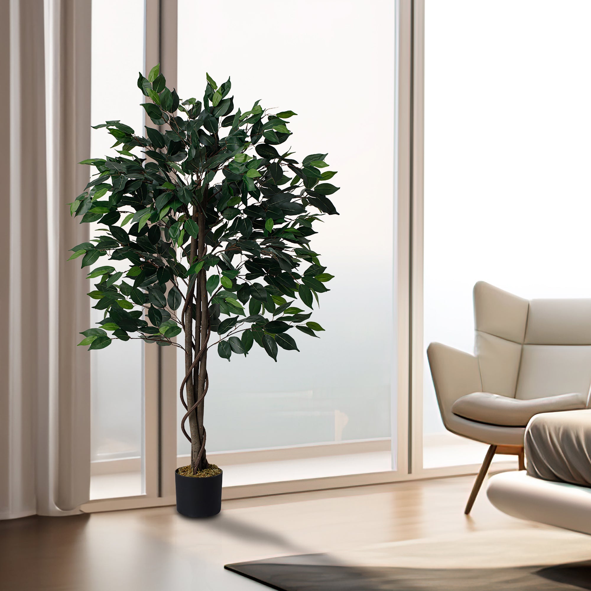 Ficus Tree 5 Feet with wicker pot